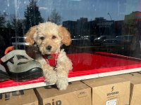 Maltipoo Yavrularımız