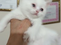 British shorthair Dişi