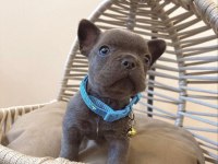 Dişi ve erkek her renkte mevcut french bulldog yavrularım