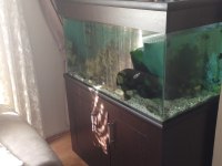 Özel Yapım 350 Litre Dolaplı Akvaryum 110X50X60