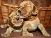 Amerikan Cocker Köpeklerimiz Gelip Görerek Alabilirsiniz