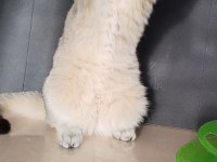 Safkan british longhair kızlarım karşınızda