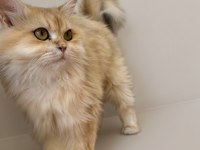 NY12 Renk Safkan Şecereli British Longhair Kedimiz