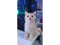 Golden Erkek British Shorthair