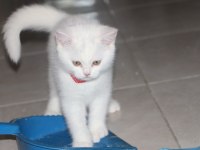 BRİTİSH SHORTHAİR DİŞİ VE ERKEK WHİTE