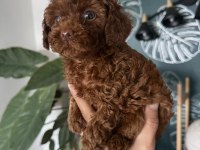 Dark brown teacup dişi poodle