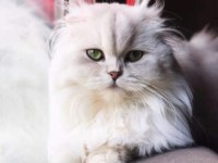 Şecereli scottish fold anne