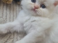 British longhair kedisi beyaz