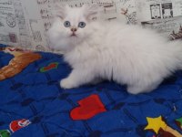 British longhair blue point erkek safkan mavi göz