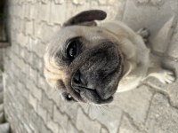 Pug Köpeği