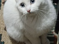 British shorthair 1 yaşında