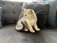 Yavru kedi