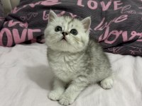 Kar Beyazı British Longhair Bebekler Geldi