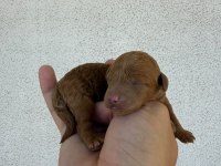 Orjinal poodle