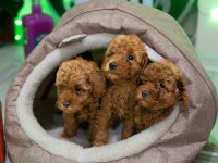 Ev Üretimi TOY POODLE YAVRULARIMIZ