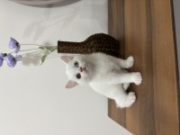 Irkının En Güzel Örneği Olan Odd Eyes Kedimiz