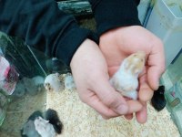 Hamsterlar Geldi