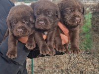Labrador Yavrularımız