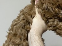 Poodle kıvamında a kalite maltipoo