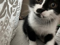 3 aylık yavru scottish fold