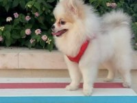 Pomeranian Boo Dişi Mini Tea Cup
