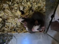 Ele alışkın rat yavruları