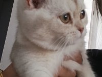 British shorthair dişi yavru
