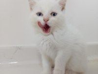 British shorthair yavruları