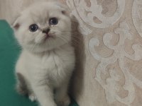 Scottish Fold Yavru