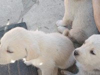 40 günlük akbaş yavrusu ücretsiz