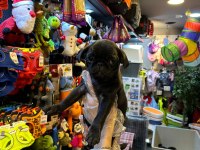 Aron Güvencesi İle Yurt Dışı Girişli SAFKAN PUG