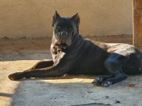 Cane Corso Üst Sınıf