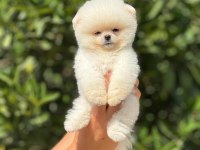 pati ver sizler için burada pomeranian