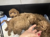 Dişi Erkek Toy Poodle Yavrularımız