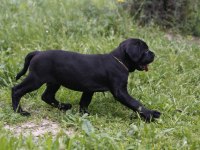 Irk ve sağlık garantili şecere belgeli cane corso