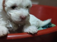 Minik yavrular maltese terrrier