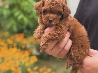 Kore Poodle Köpeği