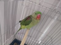 Alexander Papağanı 5 Aylık