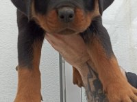 Üst kalite çok kaliteli rottweiler yavrular şecereli