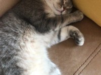 British shorthair kedimize yuva arıyoruz
