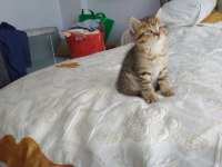 British shorthair yavrular