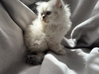 British longhair yavru kedim