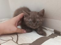 British shorthair yavru 1 mayıs doğumlu