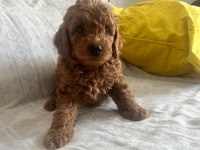 MUHTEŞEM POODLE MINIKLER