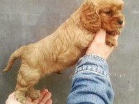 Cocker yavru köpekler