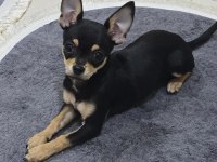 1 yaşında pinscher uysal pet eğitimi var