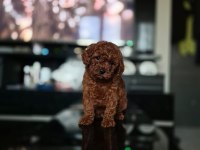 Kore toy poodle yavrular