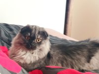 Scottish fold Balım a yeni sahip