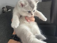 Blue point silver point scottish fold