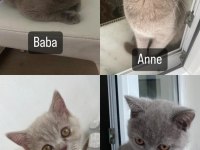 Sevimli safkan british shorthair yavruları acil